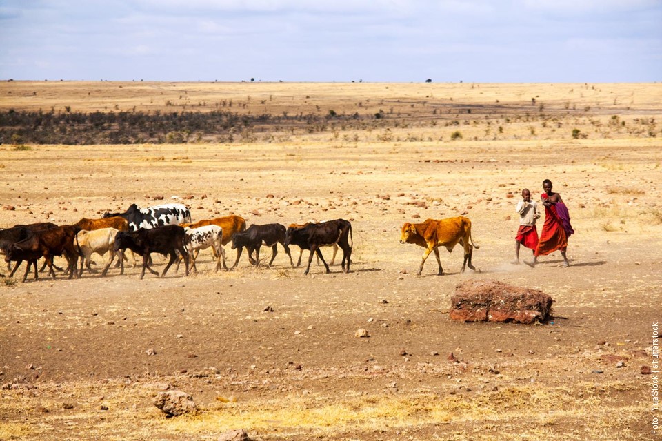Viehhirte in Afrika mit seinem Vieh